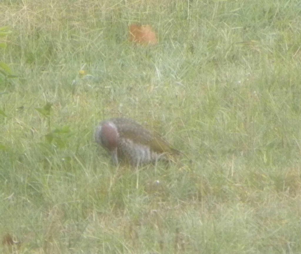 giovane Picchio verde